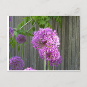 POSTAL PURPLE PEONY