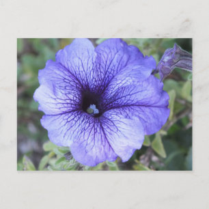 Postal Purple Petunia Postcad