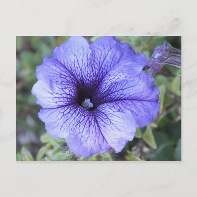 Postal Purple Petunia Postcad (Anverso)