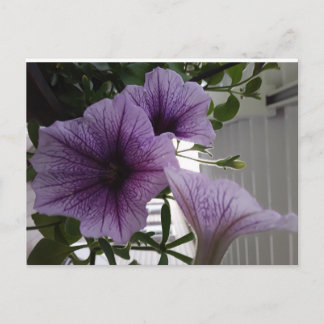 Postal purple petunias post card