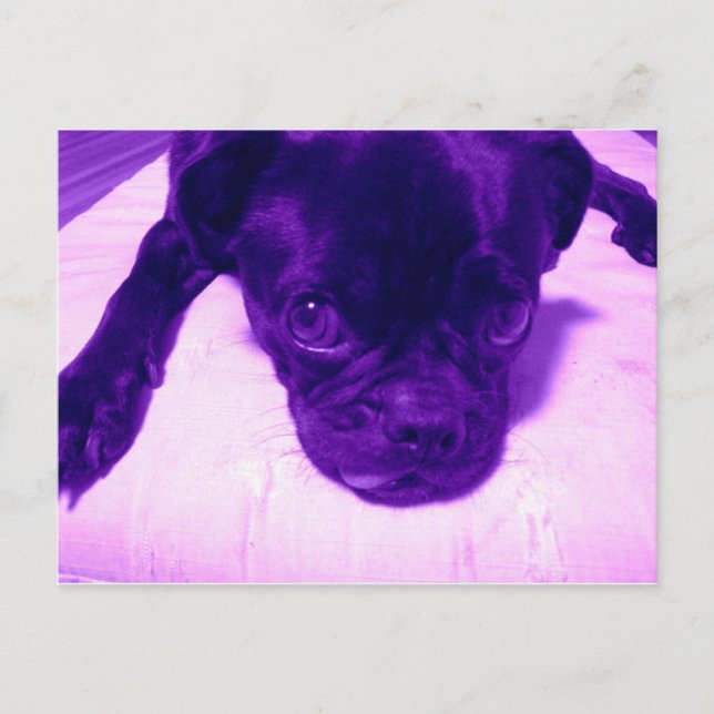Postal Purple Pug (Anverso)