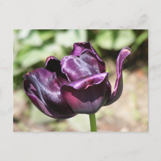 POSTAL PURPLE TULIP (Anverso)