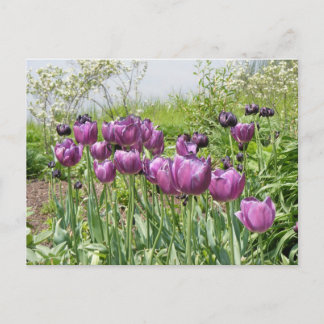 POSTAL PURPLE TULIPS