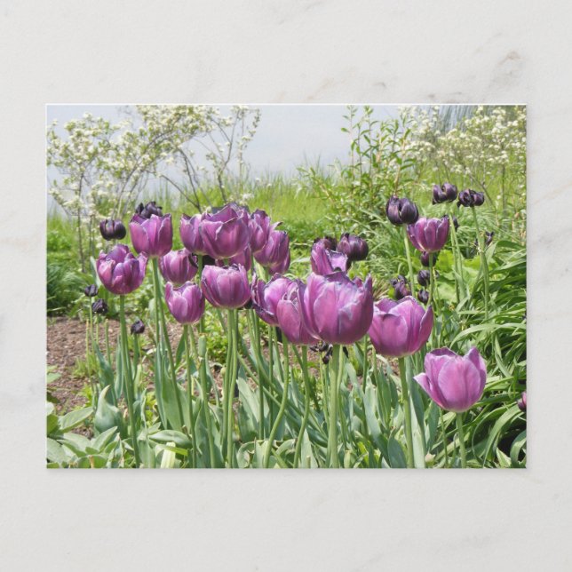 POSTAL PURPLE TULIPS (Anverso)