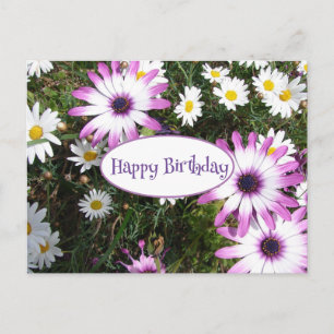 Postal Purple White Daisy Flower Garden Feliz cumpleaños
