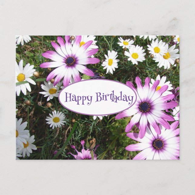 Postal Purple White Daisy Flower Garden Feliz cumpleaños (Anverso)