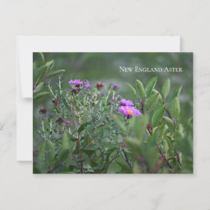 Postal Purple Wildflowers