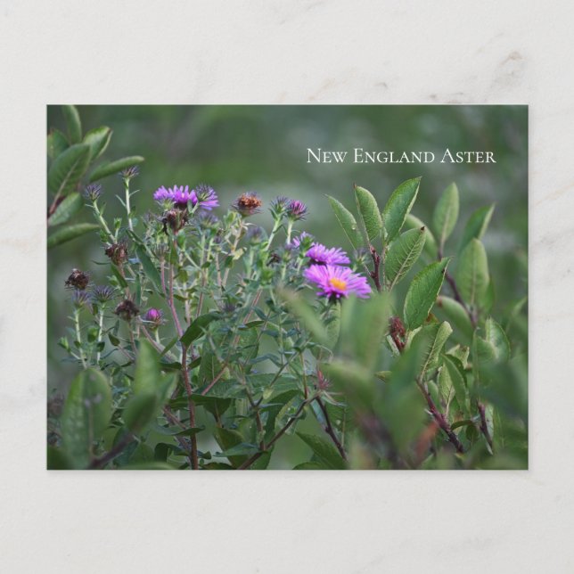 Postal Purple Wildflowers (Anverso)