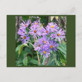 Postal Purple Wildflowers