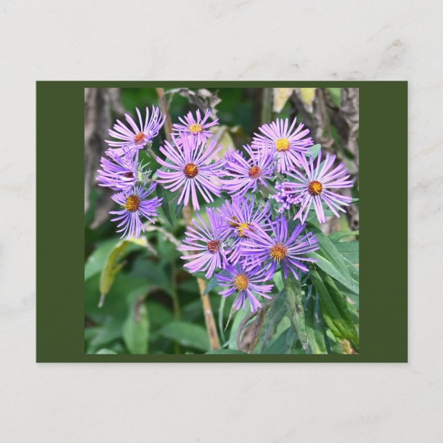 Postal Purple Wildflowers (Anverso)