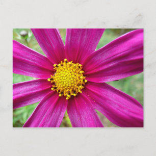 Postal Púrpura Cosmos Wildflower