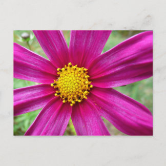 Postal Púrpura Cosmos Wildflower