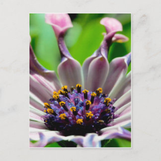 Postal Púrpura Daisy Postcard Regalos