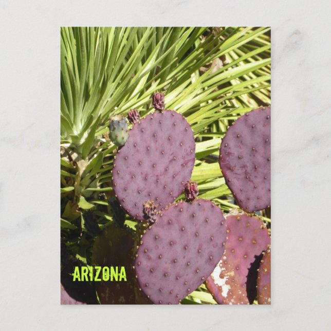 Postal púrpura de Arizona del cactus (Anverso)