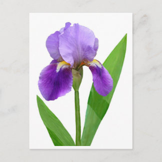 Postal púrpura del iris