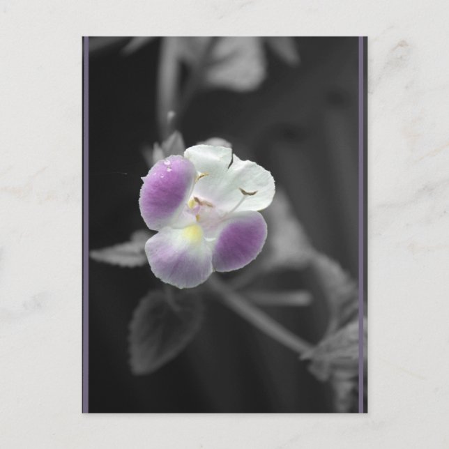 Postal Púrpura en negro (Anverso)