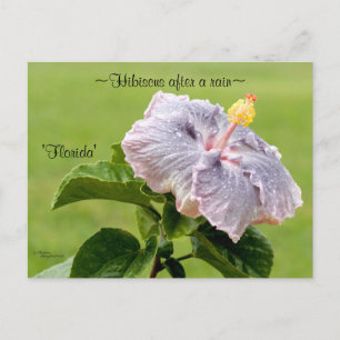 Postal Púrpura Flor Hibiscus Postcard