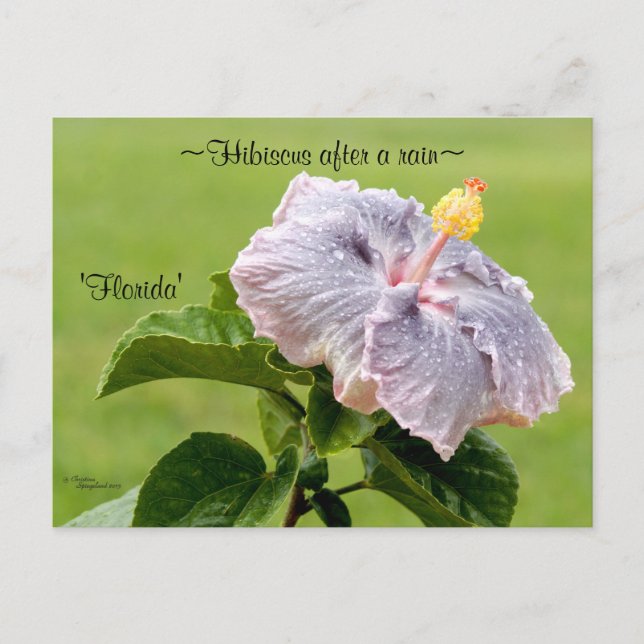 Postal Púrpura Flor Hibiscus Postcard (Anverso)