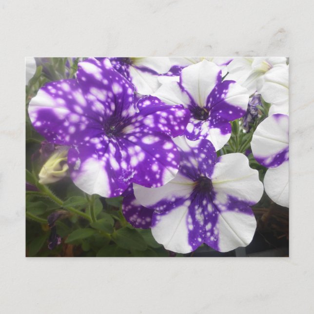 Postal Púrpura Flores de Jardín Blanco MORIR Postcard (Anverso)