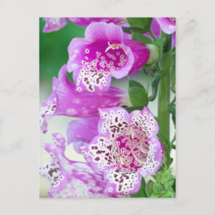 Postal Púrpura Foxglove en pleno florecimiento
