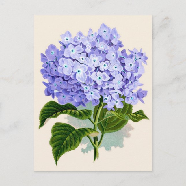 Postal Púrpura Hydrangea Impresión botánica (Anverso)
