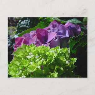 Postal Púrpura Hydrangeas Postcard