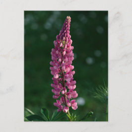 Postal Púrpura Lupine chillin'