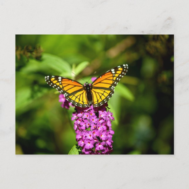 Postal Púrpura (Mariposa Viceroy) (Anverso)