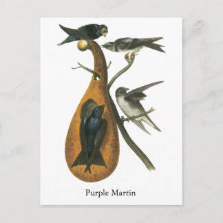 Postal Púrpura Martín, John Audobon