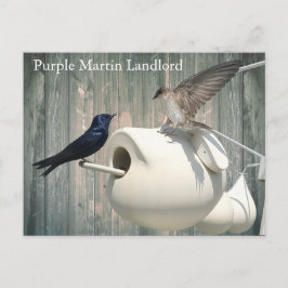 Postal Púrpura Martin Landlord Nature Swallow Bird Gours