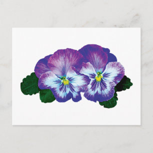 Postal Púrpura Pansy Duo