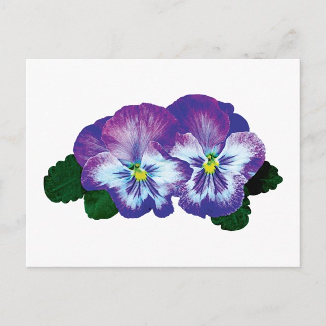 Postal Púrpura Pansy Duo (Anverso)