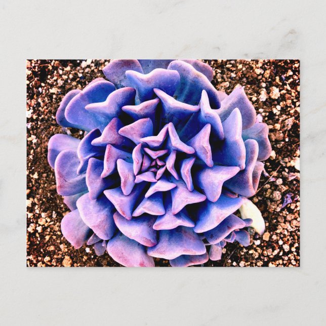 Postal Púrpura Pasión (Anverso)