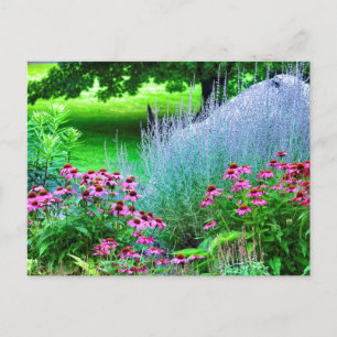 Postal Púrpura Perovskia y Echinacea