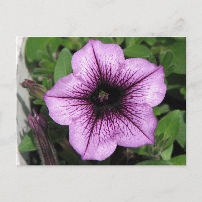 Postal Púrpura Petunia (Anverso)