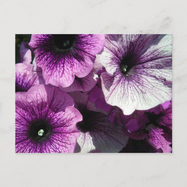 Postal Púrpura Petunias (Anverso)