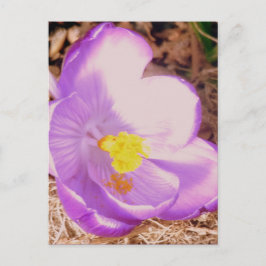 Postal Púrpura Primavera Crocus