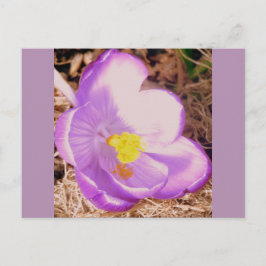 Postal Púrpura Primavera Crocus