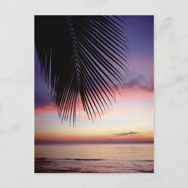 Postal Púrpura Sunset Beach Tropical Palm Tree Silhouette (Anverso)