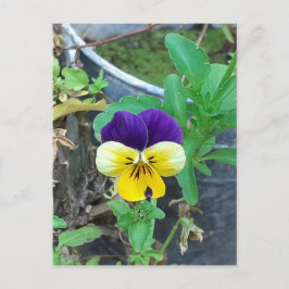 Postal Púrpura y amarilla