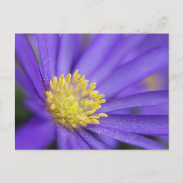 Postal Púrpura y amarillo (Anverso)