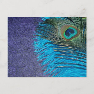 Postal Púrpura y Verde azulada Peacock