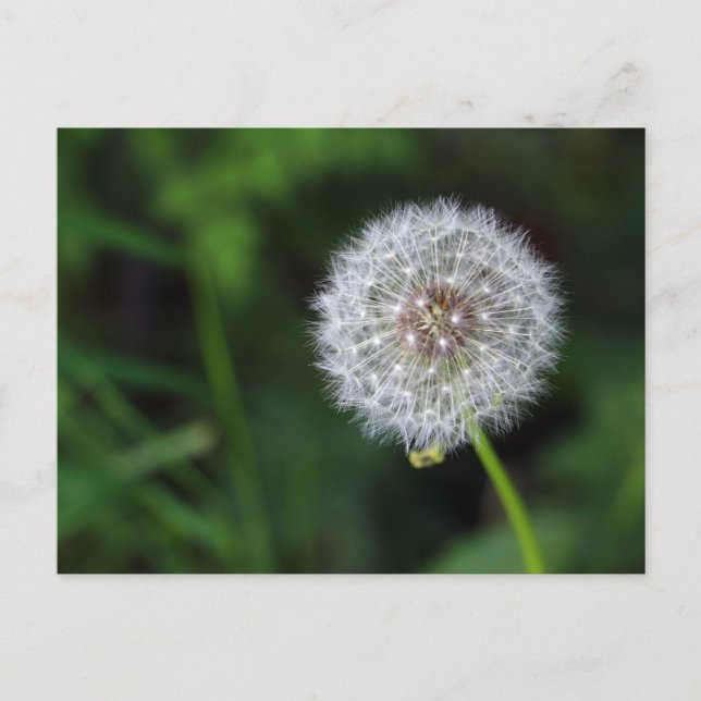 Postal Pusteblume (Anverso)