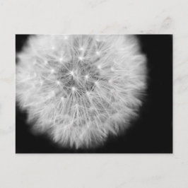 Postal Pusteblume