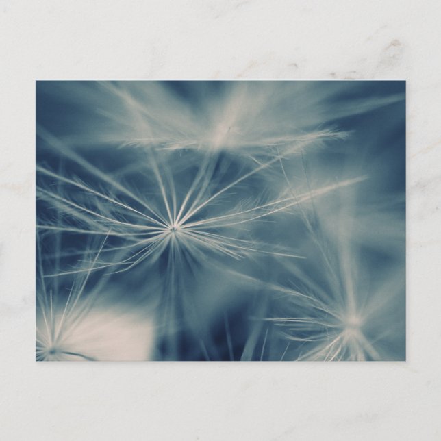 Postal Pusteblume (Anverso)