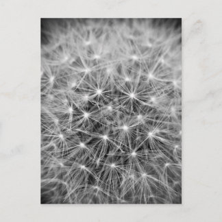 Postal Pusteblume