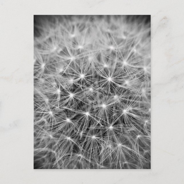 Postal Pusteblume (Anverso)