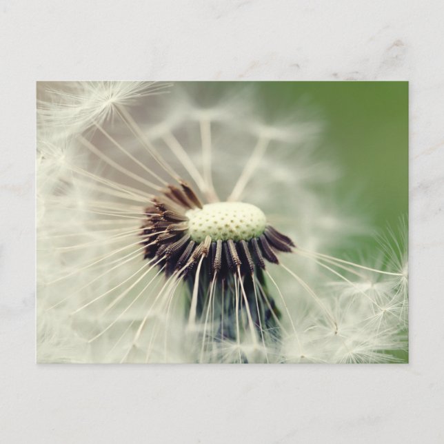 Postal Pusteblume 2013 3 (Anverso)