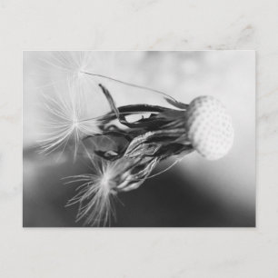 Postal Pusteblume 2013 4