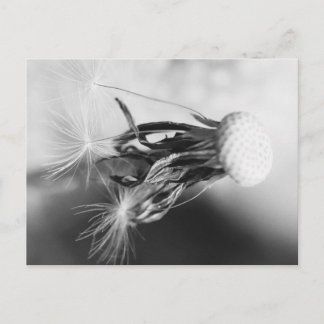 Postal Pusteblume 2013 4
